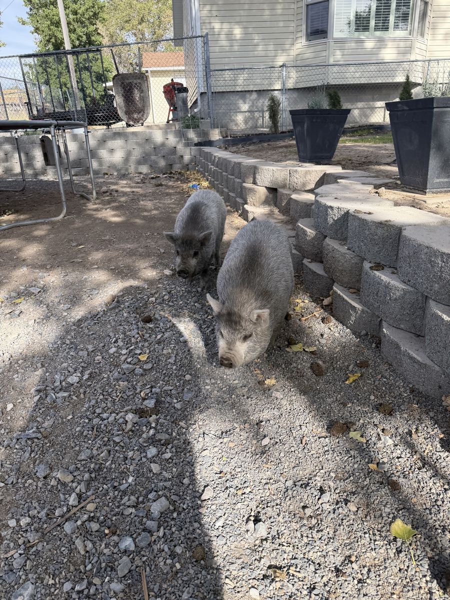 2 mini Juliana Pigs