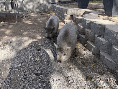 2 mini Juliana Pigs