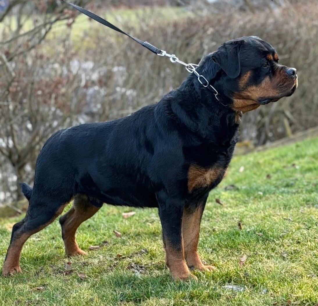 Outstanding World Class German AKC Rottweilers Puppies