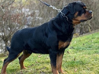 Outstanding World Class German AKC Rottweilers Puppies