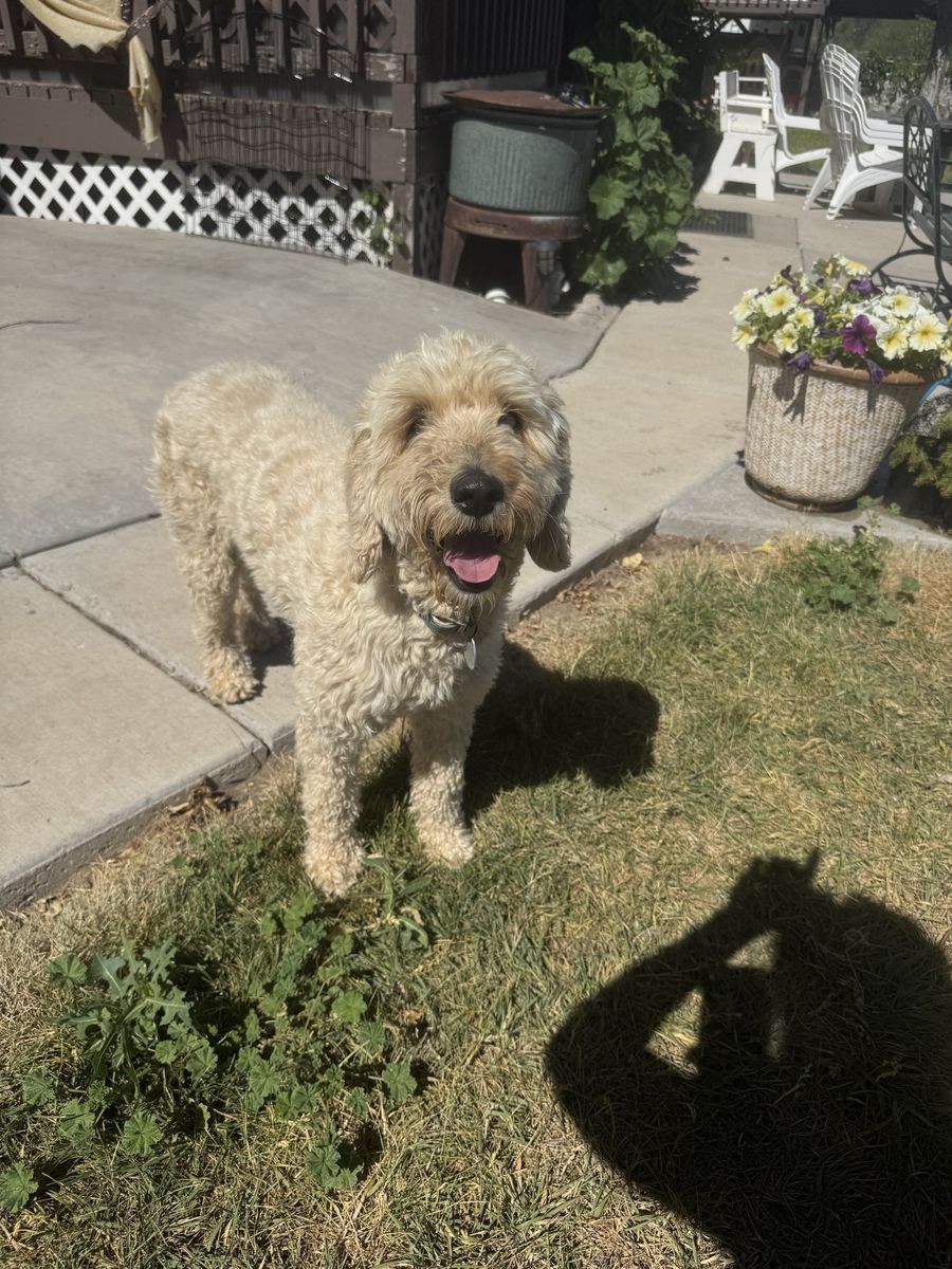 golden doodle miniature hypoallergenic trained poodle companion animal medium cream goldendoodle non shedding