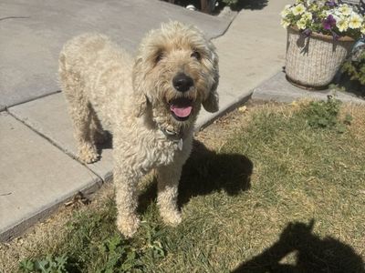 golden doodle miniature hypoallergenic trained poodle companion animal medium cream goldendoodle non shedding