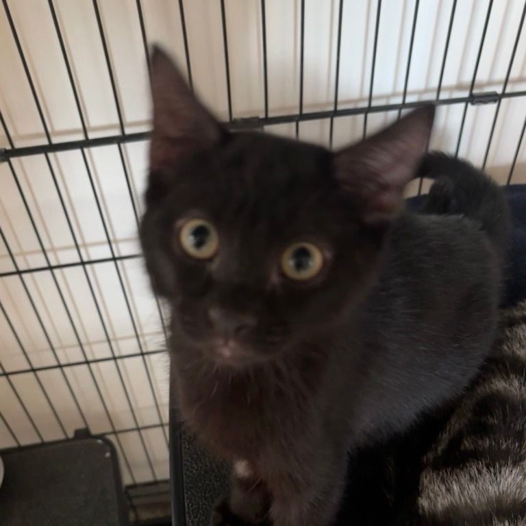 Hello my name is Vader