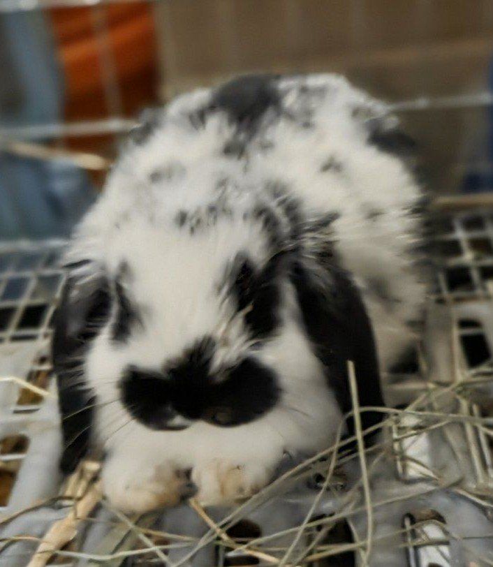 Mini Lop Bunny Rabbit Kit