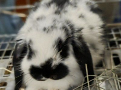 Mini Lop Bunny Rabbit Kit