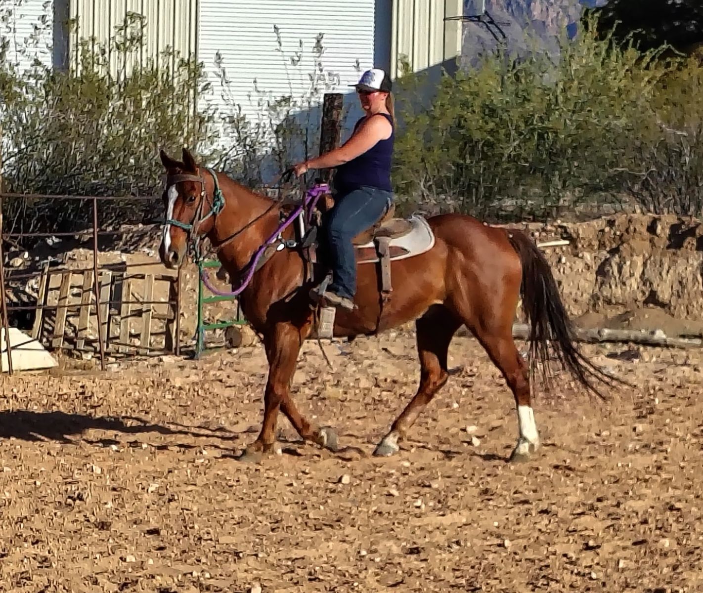 All Around using gelding