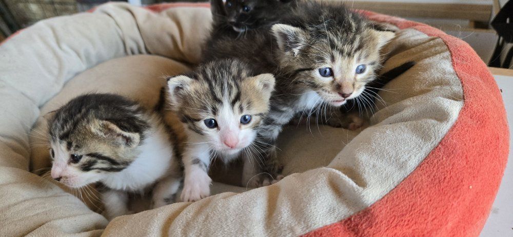 kittens
