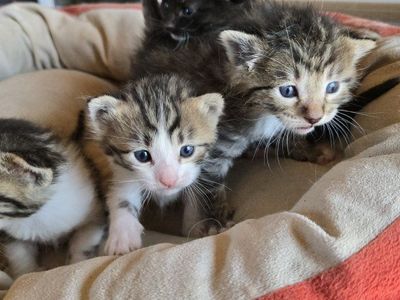 kittens
