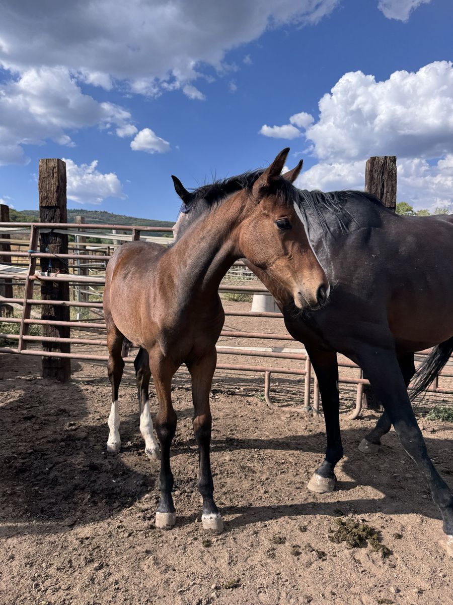 WARMBLOOD FILLY - Clinto Z/Jumbo Jet/Es Toronto