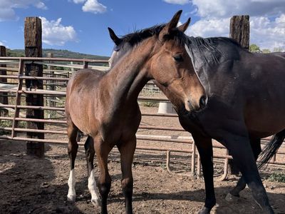 WARMBLOOD FILLY - Clinto Z/Jumbo Jet/Es Toronto