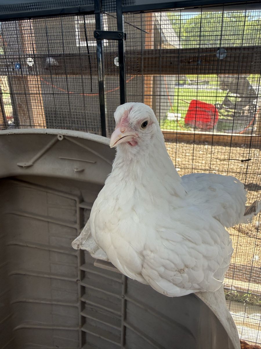 Kikiriki Pullets