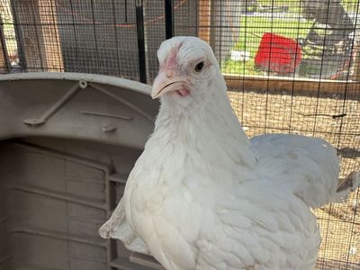 Kikiriki Pullets