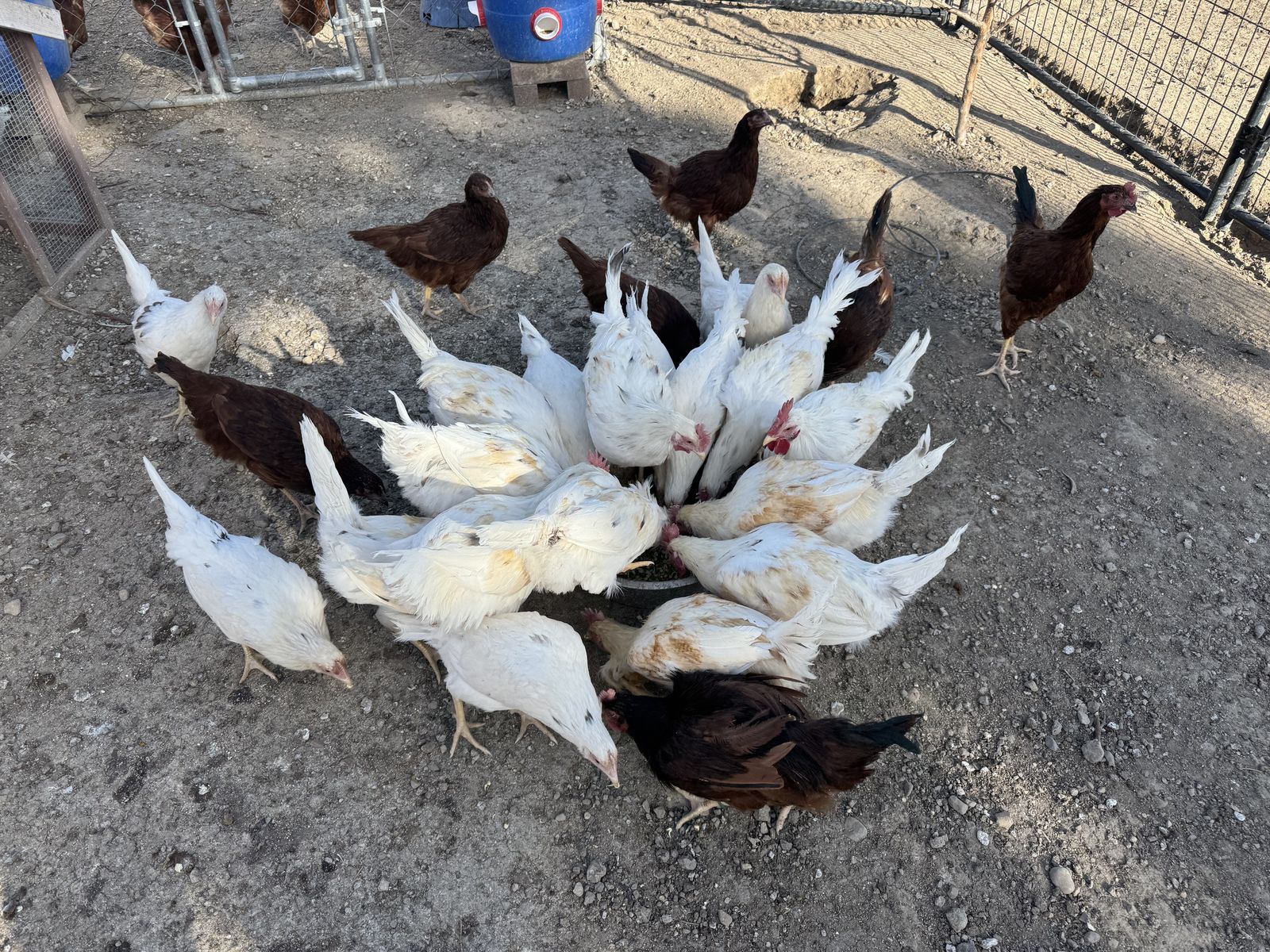 *14 Week Old Roosters*(RHODE ISLAND/WHITE LEGHORN)