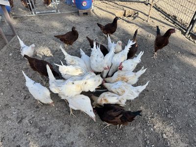 *14 Week Old Roosters*(RHODE ISLAND/WHITE LEGHORN)