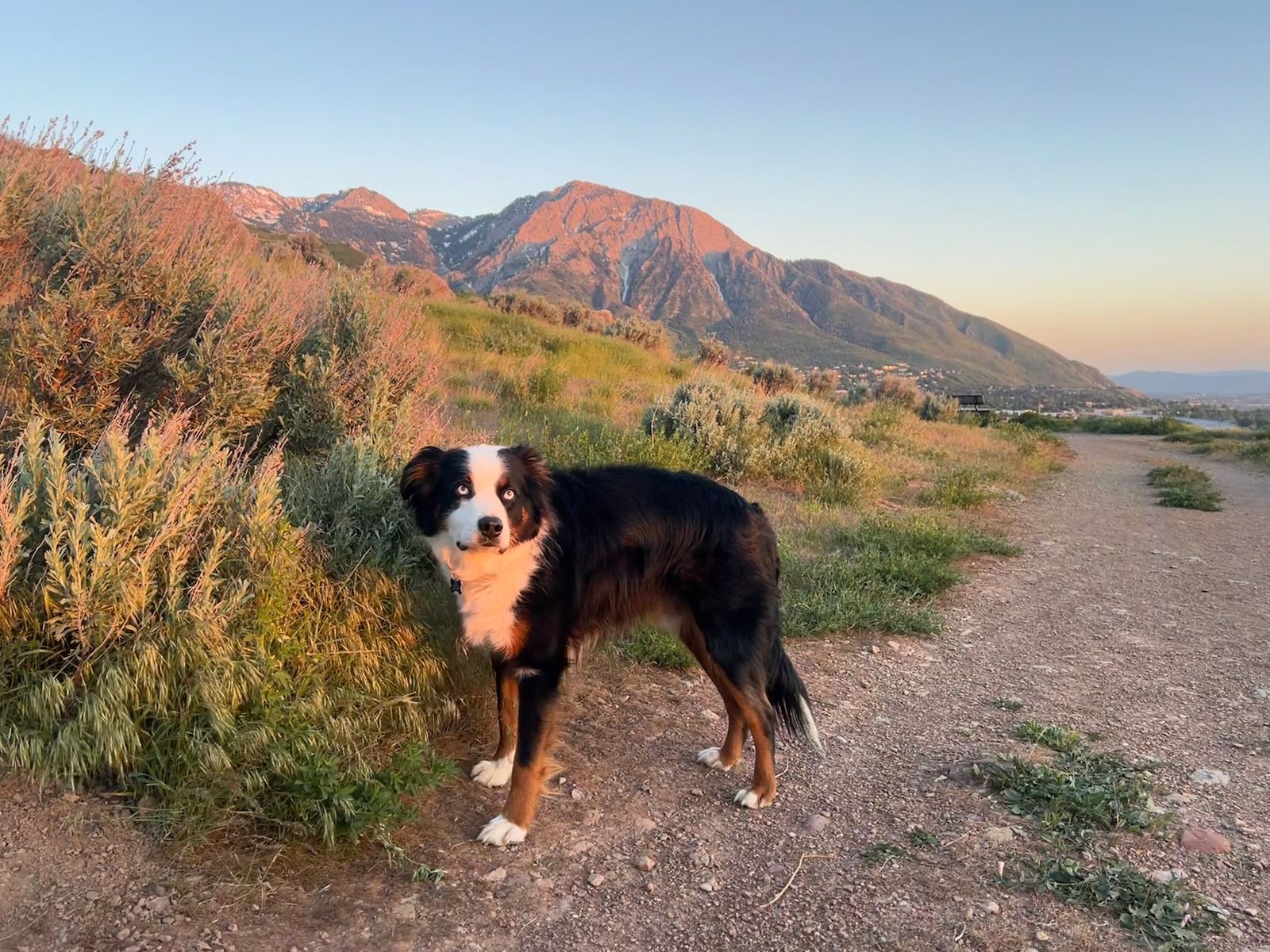 Free Border Collie/ Ausie Mix