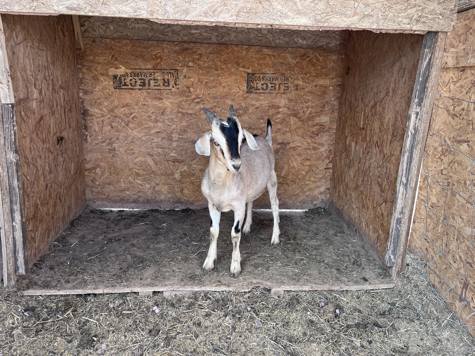 Alpine-Nubian goats.