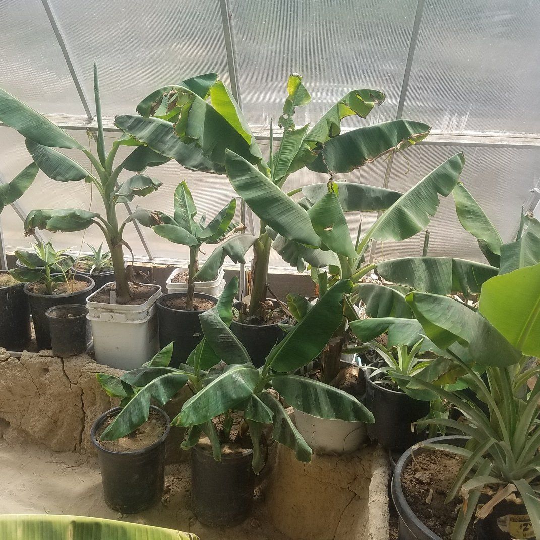 Dwarf Cavendish Banana Plants