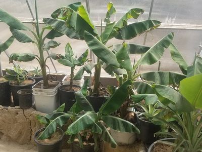 Dwarf Cavendish Banana Plants