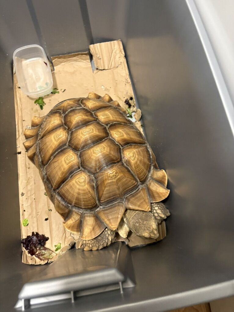 25lb Sulcata Tortoise