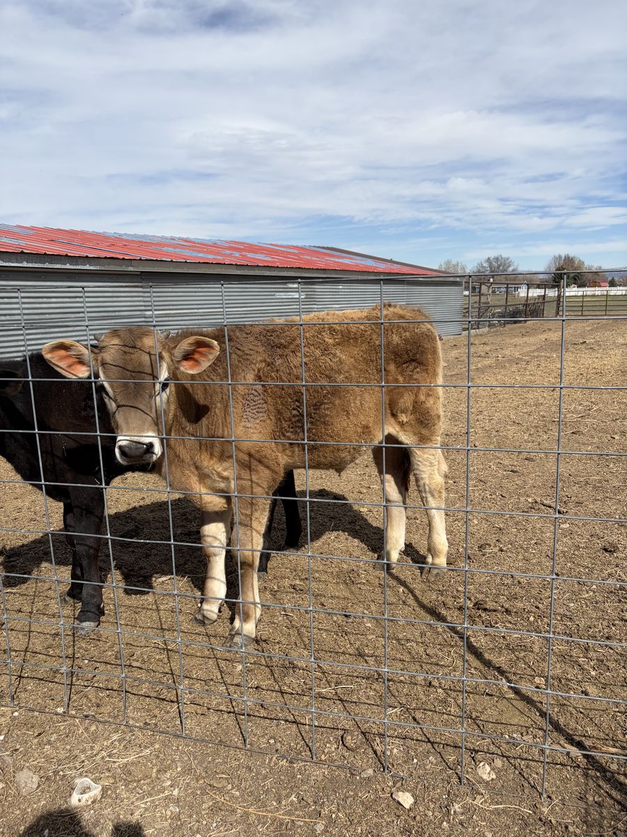 Angus/ Brown Swiss Steer