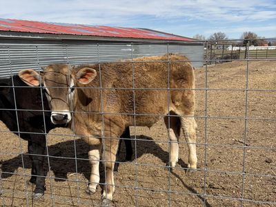 Angus/ Brown Swiss Steer
