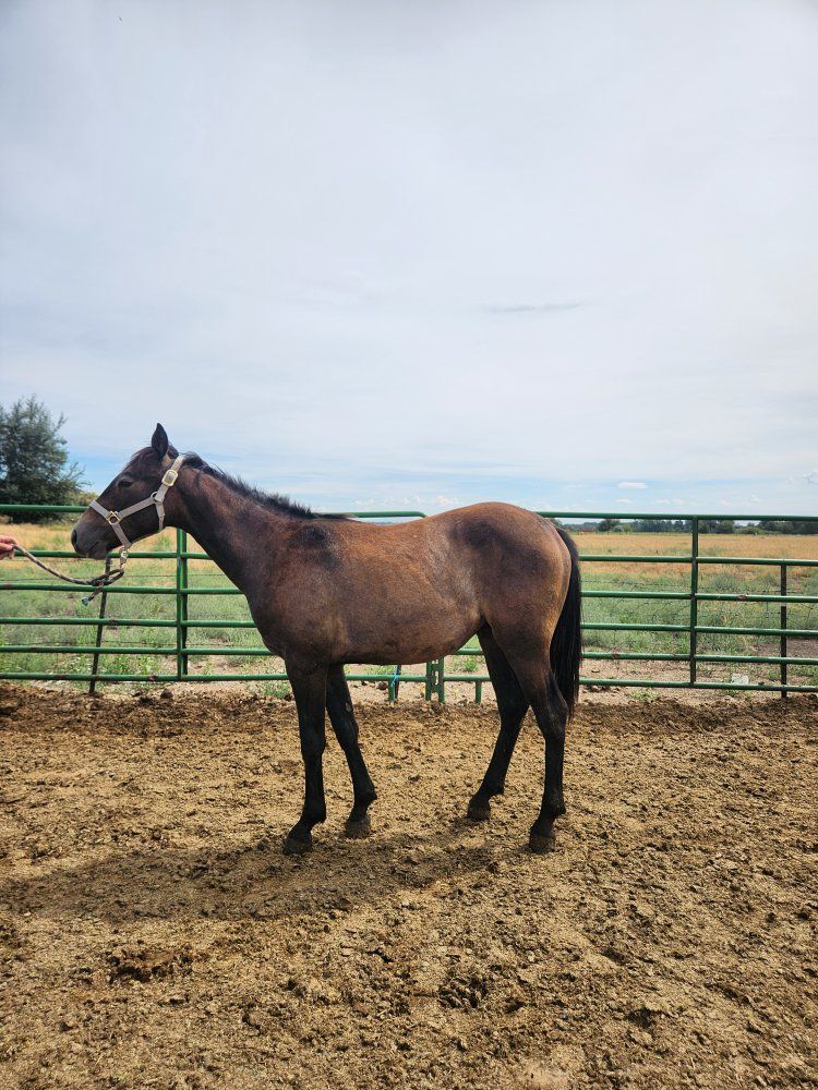 Yearling Buckskin Gelding