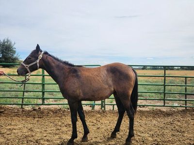 Yearling Buckskin Gelding