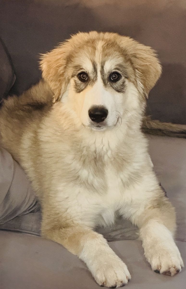 Adorable 5-Month-Old Female Great Pyrenees Mix – Looking for a Loving Home