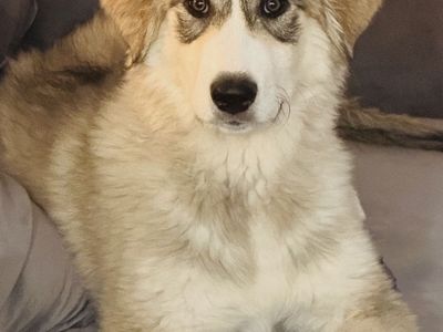 Adorable 5-Month-Old Female Great Pyrenees Mix – Looking for a Loving Home