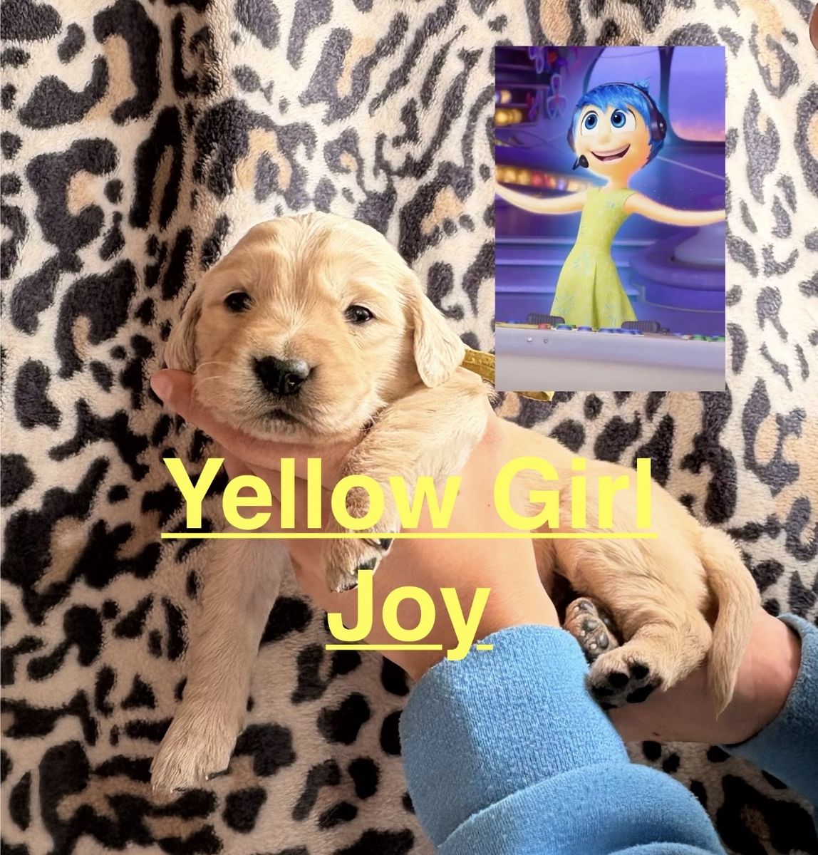 AKC Purebred Golden Retriever Puppies