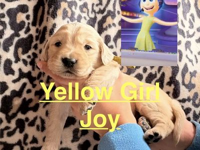 AKC Purebred Golden Retriever Puppies