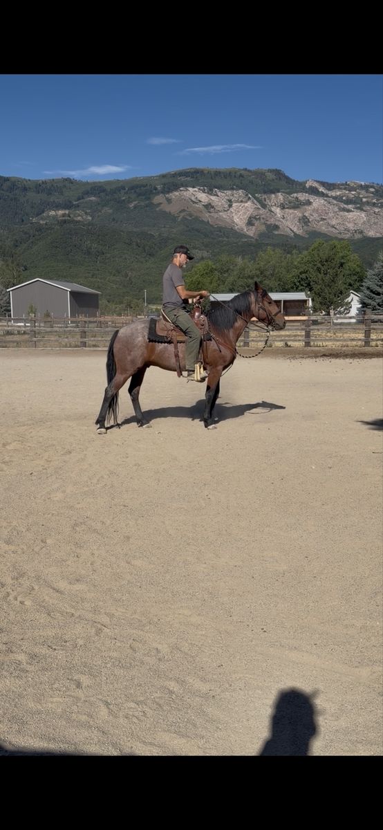 5-Year-Old Bay Roan Gelding Quarter Horse