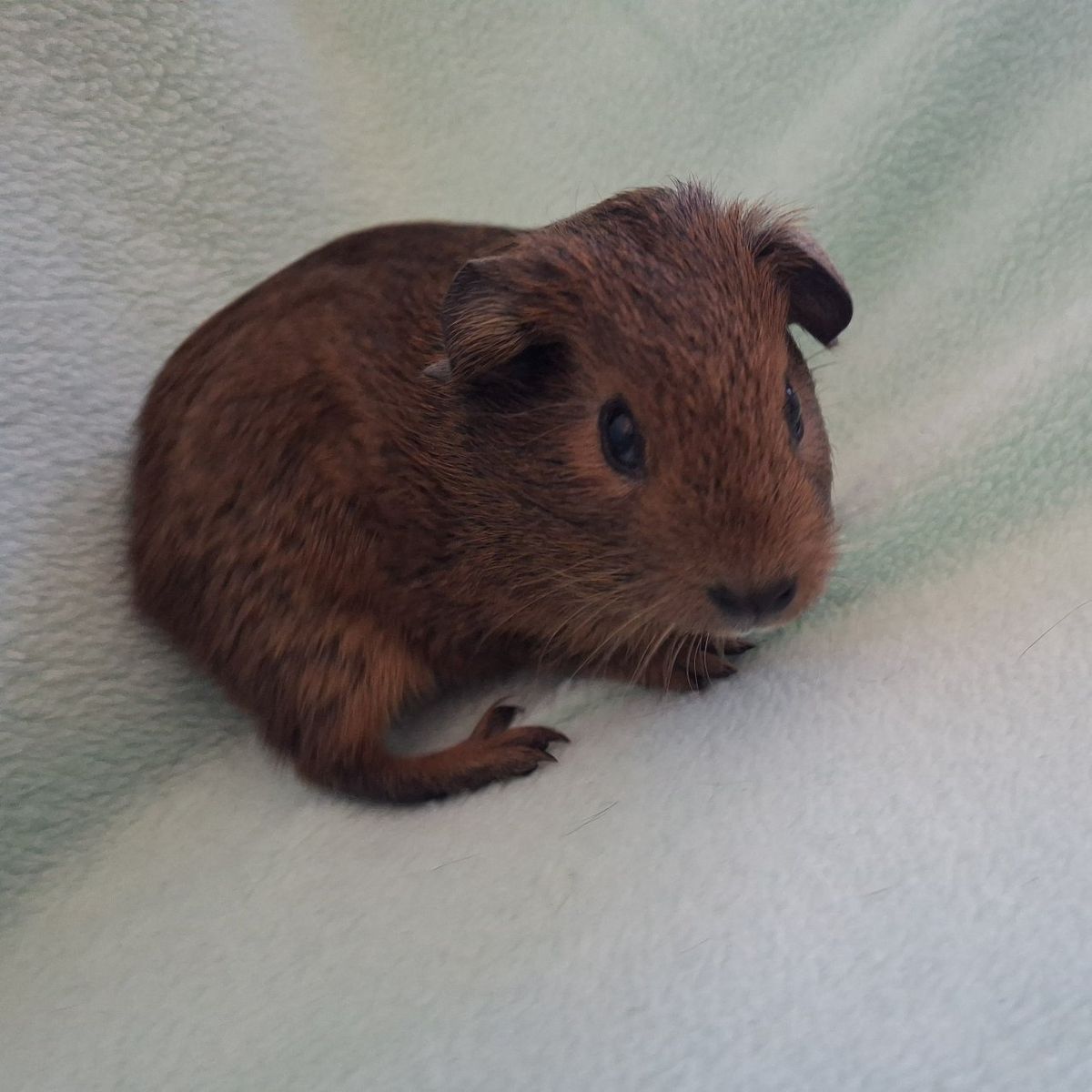 Baby Guinea Pig: Graham