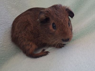 Baby Guinea Pig: Graham