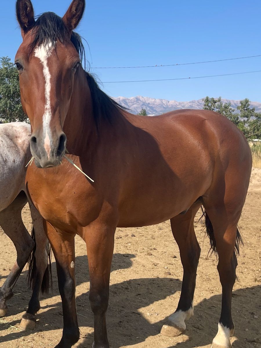 7 year old mustang gelding 800 obo