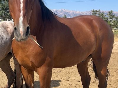 7 year old mustang gelding 800 obo