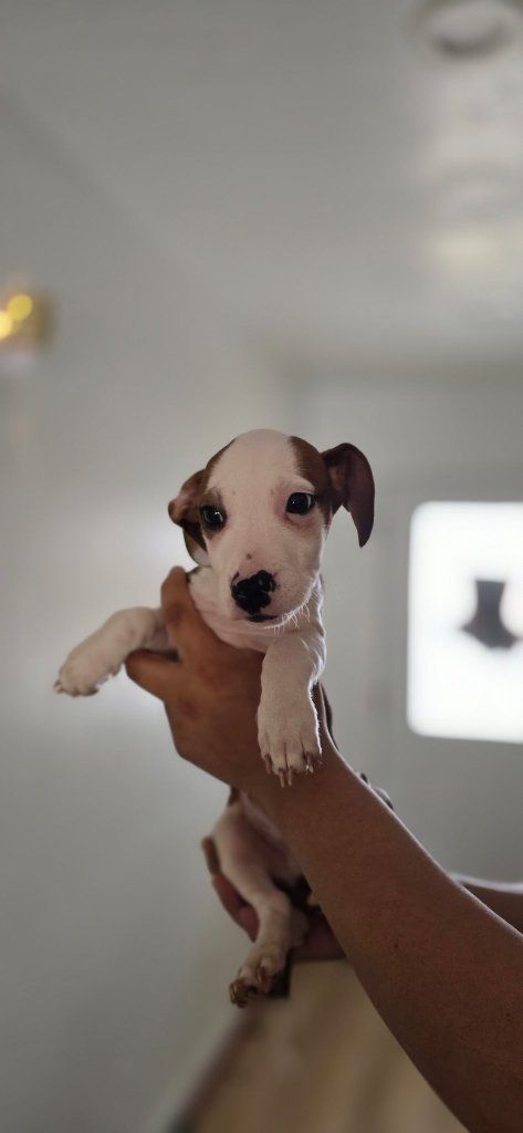 4 Duschound and Blue nose terrier mix