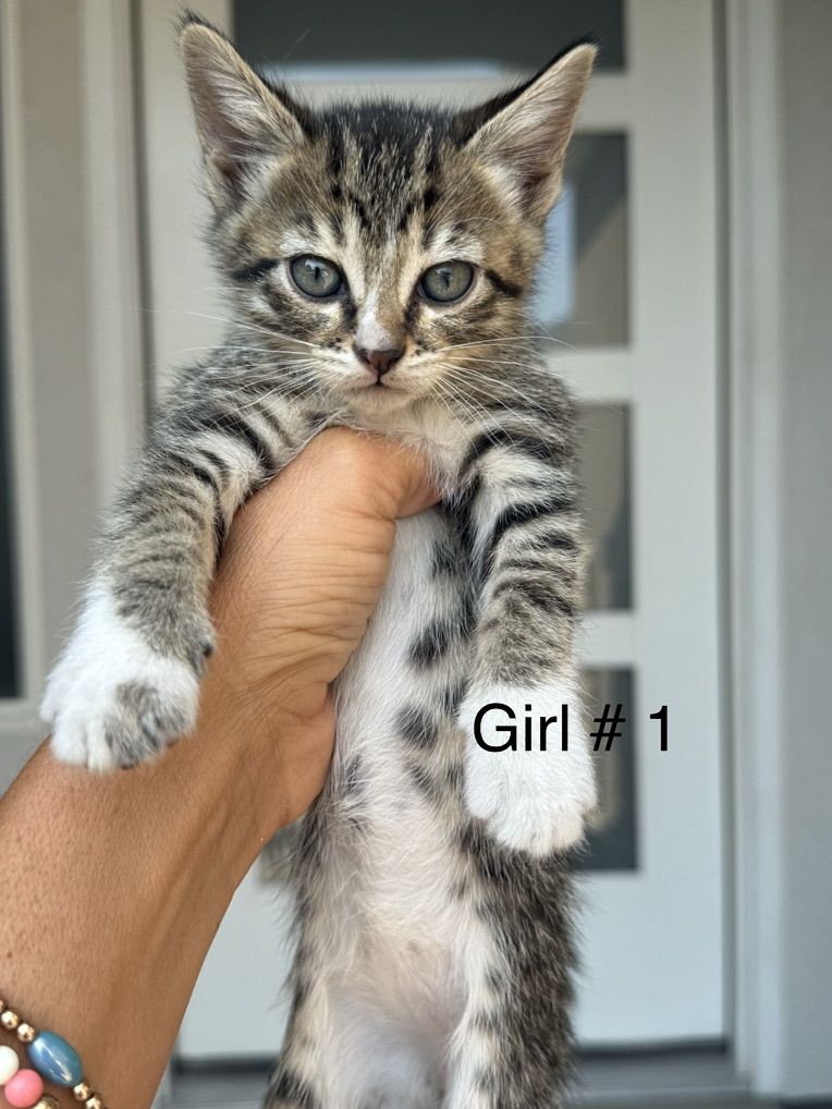 Kittens!!