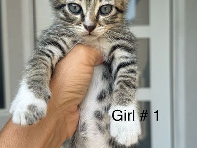 Kittens!!