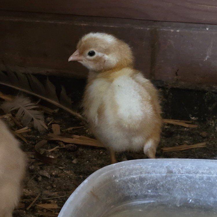 Chicks