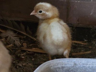 Chicks