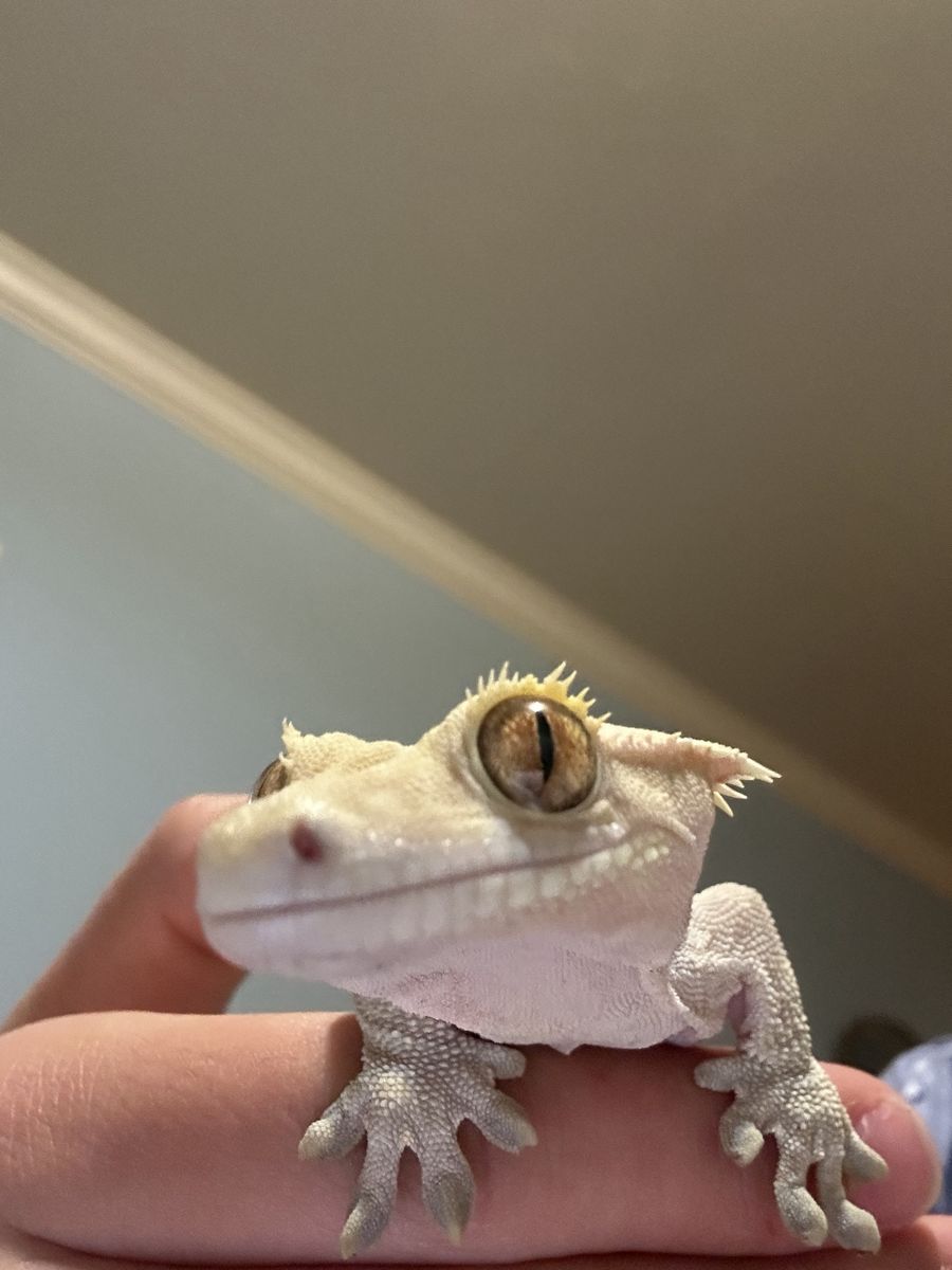Beautiful Male Crested Gecko + Complete Setup & Moistenland Automatic Mister