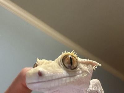 Beautiful Male Crested Gecko + Complete Setup & Moistenland Automatic Mister