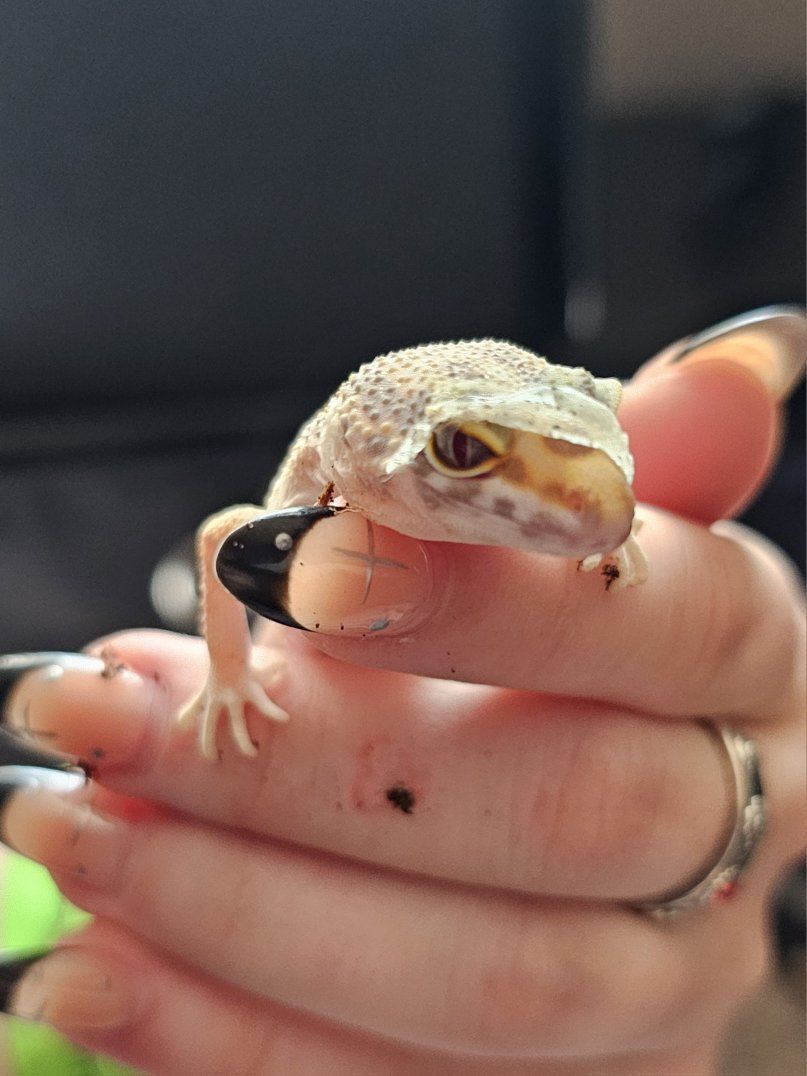 baby leopard gecko