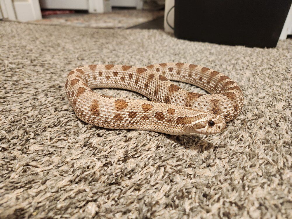 Hognose Snake