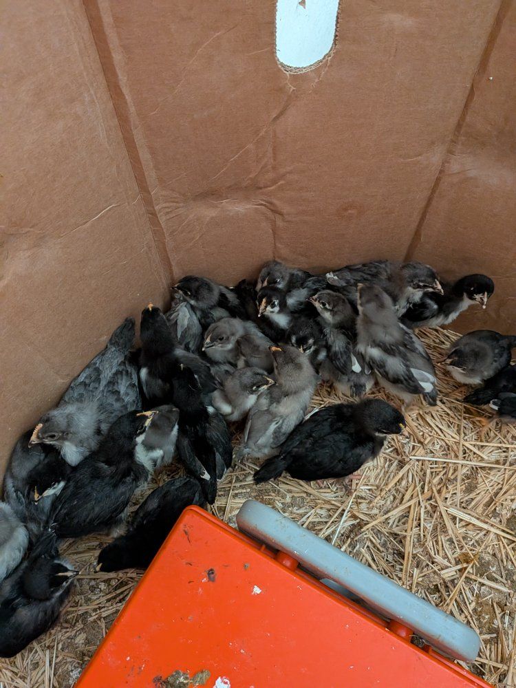 Black and Blue Copper Maran Chickens