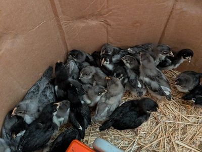 Black and Blue Copper Maran Chickens