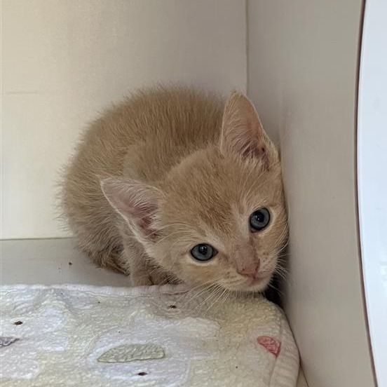 Hello my name is Lipizzan