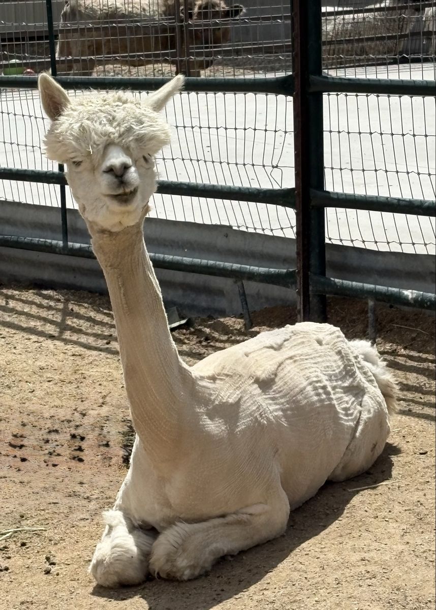 Beautiful Registered Female Alpaca