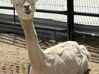 Beautiful Registered Female Alpaca